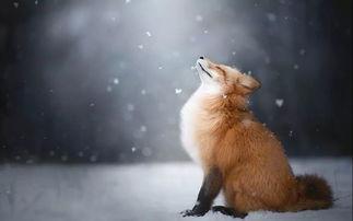 娱乐吃瓜丫狐狸,揭秘丫狐狸背后的故事 第2张 娱乐吃瓜丫狐狸,揭秘丫狐狸背后的故事 第2张