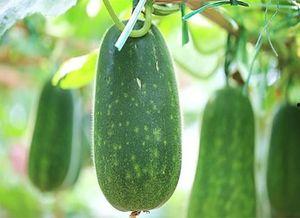 娱乐吃瓜健康养生 第2张 娱乐吃瓜健康养生 第2张