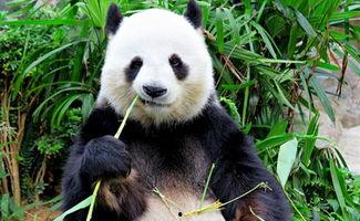 娱乐吃瓜大熊猫微博,揭秘大熊猫微博背后的趣味故事 第2张 娱乐吃瓜大熊猫微博,揭秘大熊猫微博背后的趣味故事 第2张