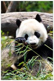 娱乐吃瓜大熊猫微博,揭秘大熊猫微博背后的趣味故事 第3张 娱乐吃瓜大熊猫微博,揭秘大熊猫微博背后的趣味故事 第3张